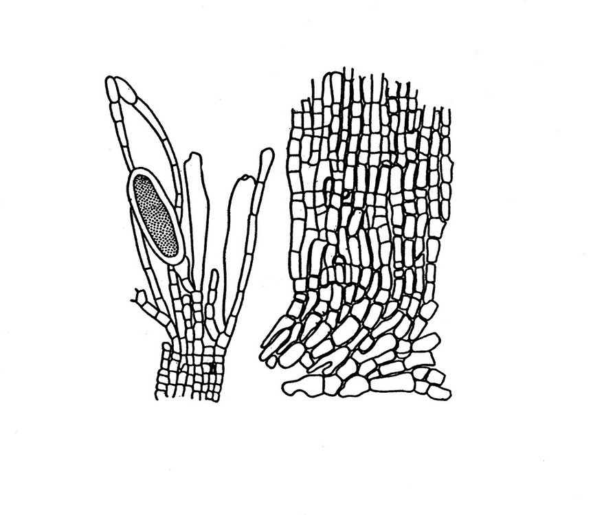 Ральфсия длинноклеточная – Ralfsia longicellularis Perest